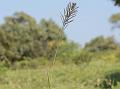 Slender Tall Reedgrass